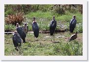 14SerengetiDayGameDrive - 150 * Marabou Stork.